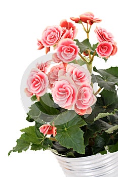 Begonia elatior