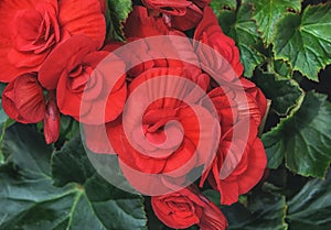 Begonia Elatior Berseba. Red flowers for patio  garden  balkon  park  home. Top view