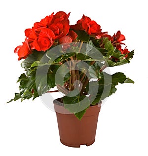 Begonia Elatior gemengd