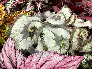 Begonia Escargot