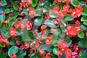 Begonia ever-blooming Begonia semperflorens Link & Otto with red flowers