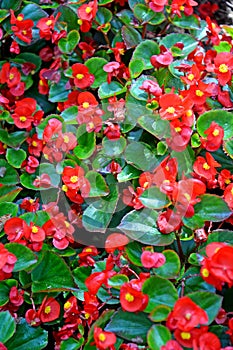 Begonia ever-blooming Begonia semperflorens Link & Otto with red flowers