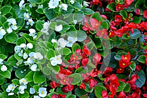 Begonia ever-blooming Begonia semperflorens Link & Otto with red and white flowers