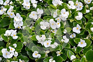 Begonia ever-blooming Begonia semperflorens Link & Otto with white flowers