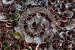 Begonia Fibrous Plants