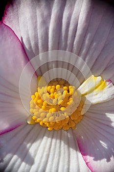 Begonia flower