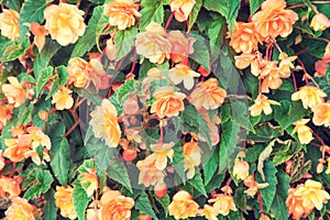 Begonia flower background