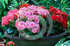 Begonia flower in flowerpot photo