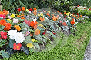 Begonia flower Garden photo