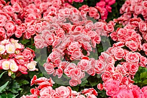 Begonia flower in garden