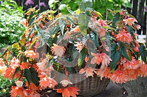 Begonia flower in the garden