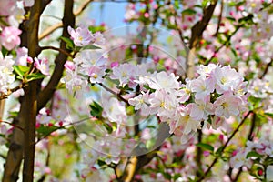 Begonia flower (Malus spectabilis)