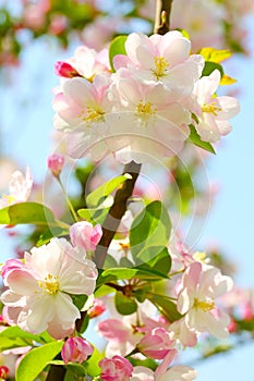 Begonia flower (Malus spectabilis)