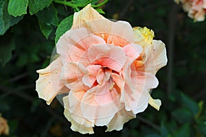 Begonia flower in the park Ramat Hanadiv