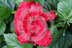 Begonia flower in the park Ramat Hanadiv