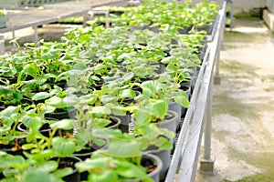 Begonia flower plant growing in greenhouse