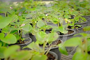 Begonia flower plant growing in greenhouse