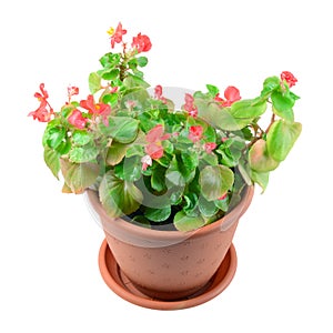 Begonia Flower in Pot