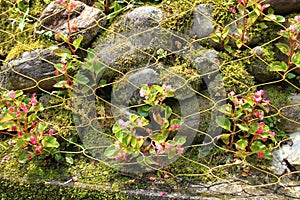 Begonia flowers bloom on a man made stone wall