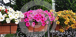 Begonia flowers blooming in a row in pots