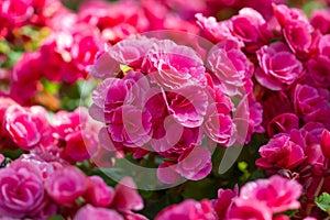 Begonia flowers in the garden