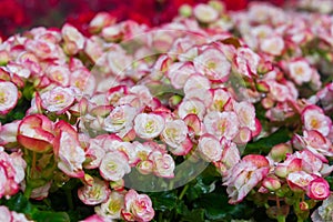 Begonia flowers in the garden