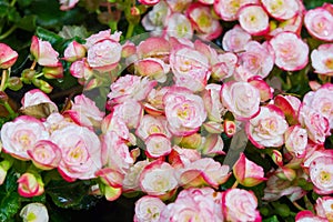 Begonia flowers in the garden