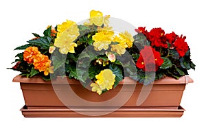 Begonia flowers in pot isolated on white background