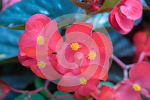 Begonia FlowersPink Color with Yellow Pollen.