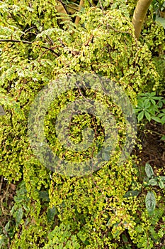 Begonia Foliosa plant in Zurich in Switzerland