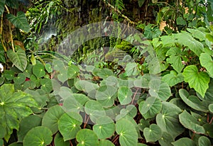 Begonia Garden photo