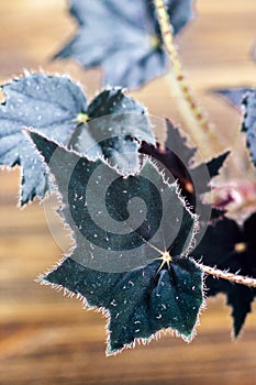 Begonia is a genus of perennial flowering plants in the family Begoniaceae. Begonia flowers with dark velvet leafs on wooden backg