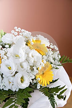 Begonia and gerbera flowers