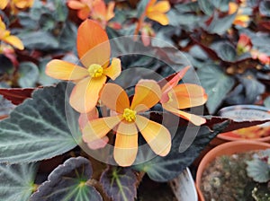 Begonia `Glowing Embers`