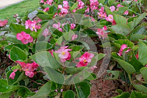Begonia grandis Dry