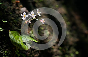 Begonia growing on rocks