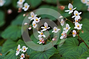 Begonia growing on rocks