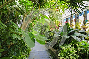 Begonia house interior, Wellington Botanical Garden, New Zealand