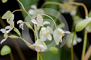 Begonia x hybrida, Baby Wing White flower with yellow stamen in