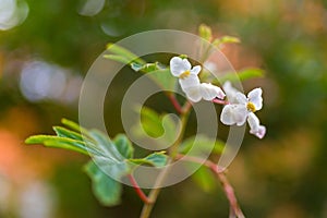 Begonia x hybrida, Baby Wing White flower with yellow stamen, bl