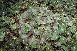 Begonia Kimbrook photo