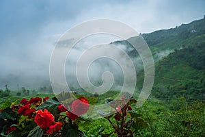 Begonia Kimjongilhwa, Kimjongilia is a flower named after the late North Korean leader Kim Jong Il photo