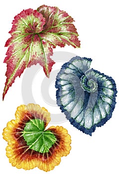 Begonia leaf watercolor illustration, isolated on white