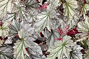 Begonia leaves