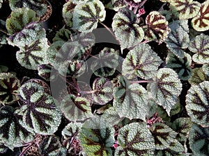 Begonia leaves the background. the photoshoot was taken in the afternoon. Leafy greens with purple stars pattern