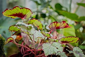 Begonia leaves with dark red nervature