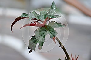 Begonia leopatra, Begonia sp or Begonia plant or red leaf or bicolor leaf