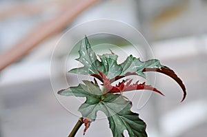 Begonia leopatra, Begonia sp or Begonia plant or red leaf or bicolor leaf