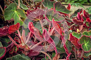 Begonia listada photo