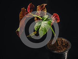 Begonia lucerna or angel wing begonia is a common flowering houseplant photo